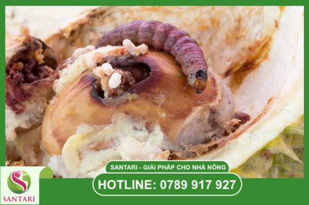 Tại sao phun thuốc định kỳ nhưng sâu đục trái và ruồi vàng vẫn phá hoại?