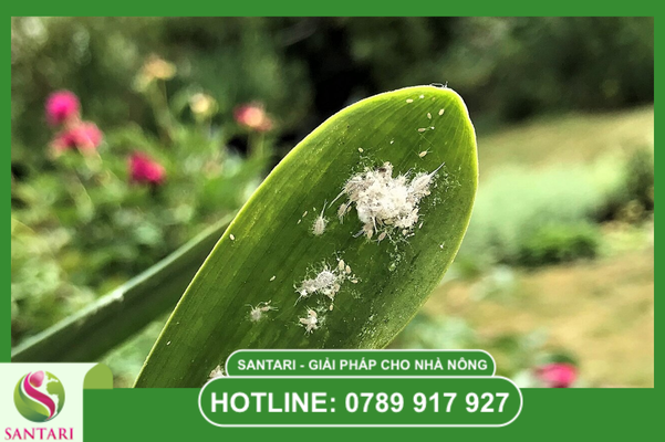 Câu hỏi thường gặp (FAQ)
