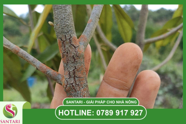 Dấu hiệu nhận biết đặc trưng qua từng giai đoạn