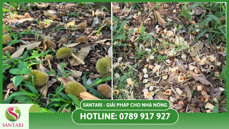 Các sai lầm khi trồng sầu riêng