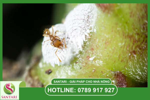 Khái niệm về rệp sáp Pseudococcidae và lối sống dựa dẫm