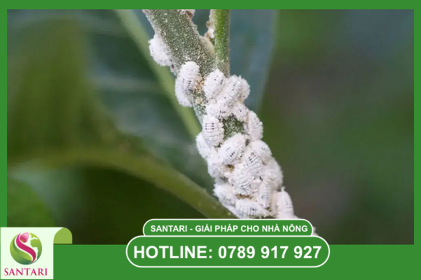 Ưu điểm của dạng bào chế SC: Mát cây và An toàn