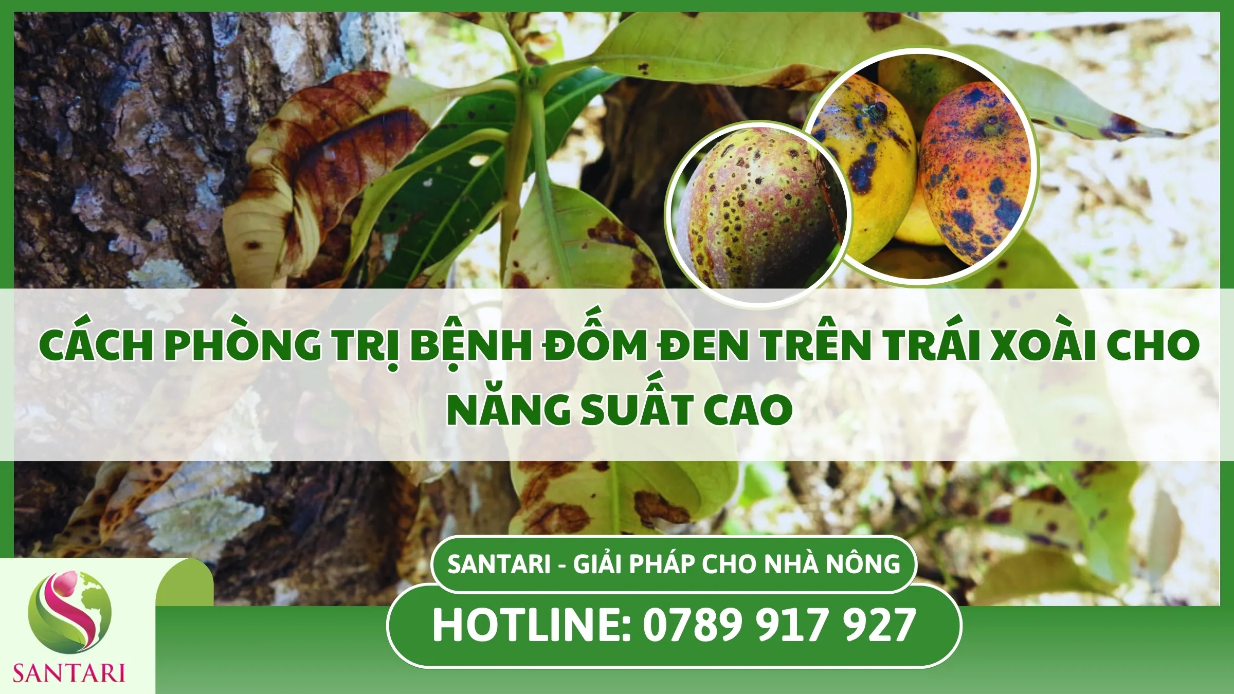 Cách Phòng Trị Bệnh Đốm Đen Trên Trái Xoài Cho Năng Suất Cao