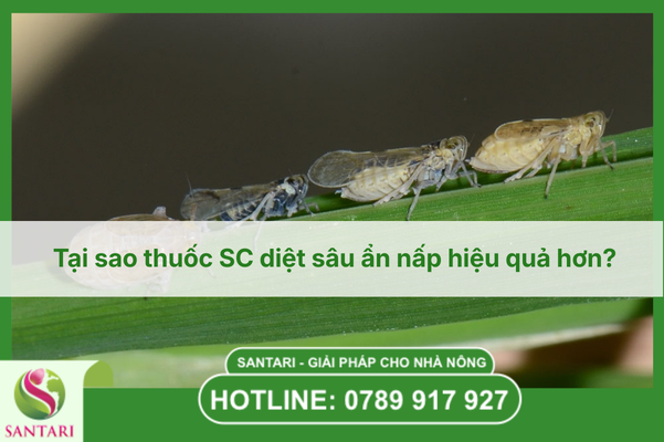 Tại sao thuốc SC diệt sâu ẩn nấp hiệu quả hơn?