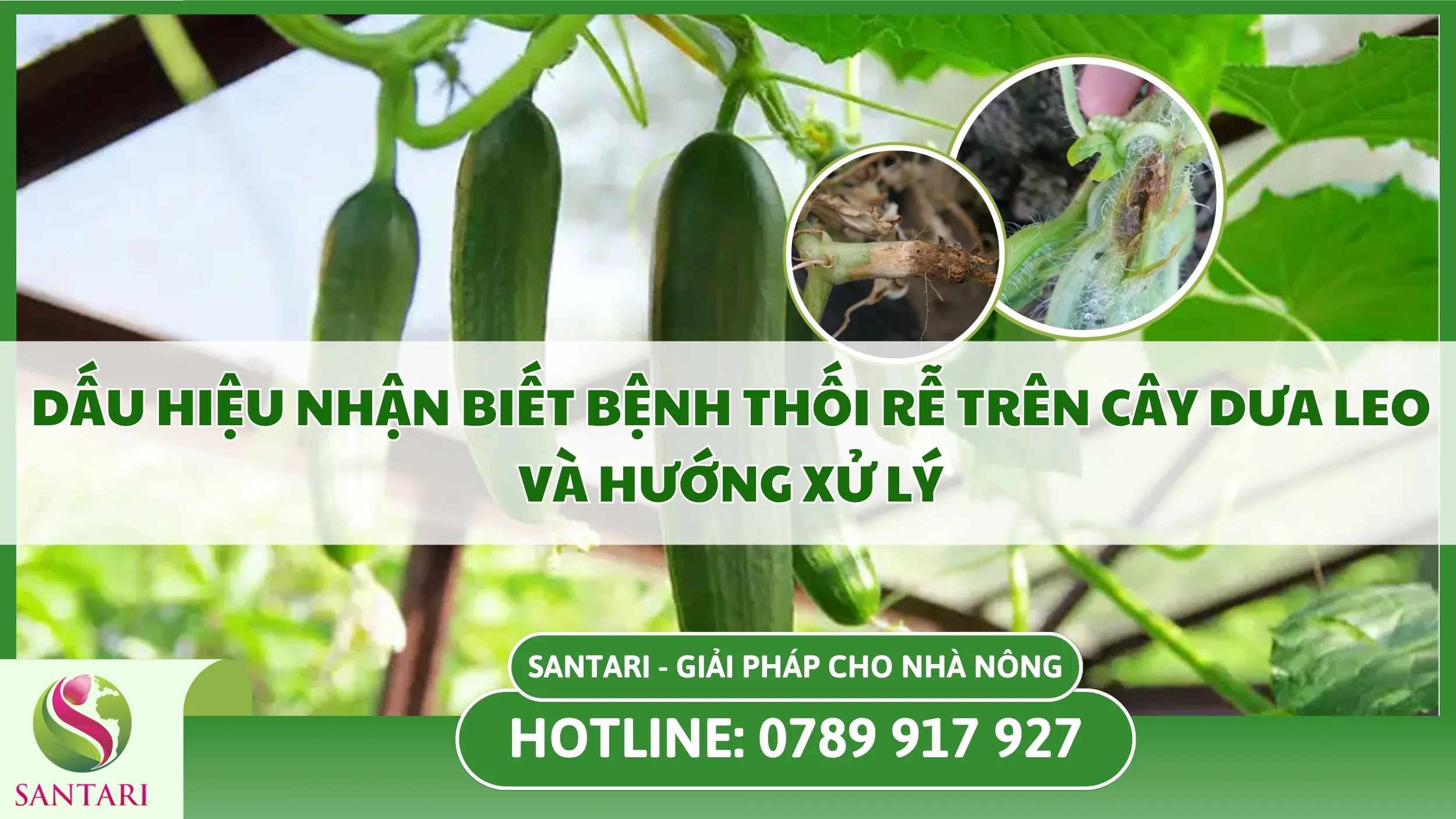 Dấu Hiệu Nhận Biết Bệnh Thối Rễ Trên Cây Dưa Leo Và Hướng Xử Lý