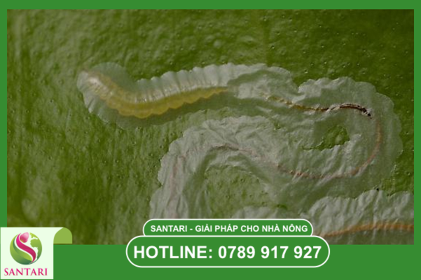 âu hỏi thường gặp