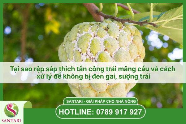 Tại sao rệp sáp thích tấn công trái mãng cầu và cách xử lý để không bị đen gai, sượng trái