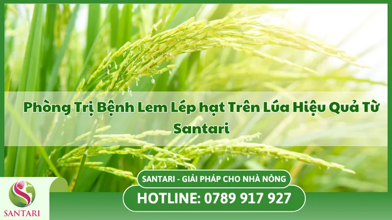 Cách Phòng Trị Bệnh Lem Lép Hạt Trên Cây Lúa Cùng Santari
