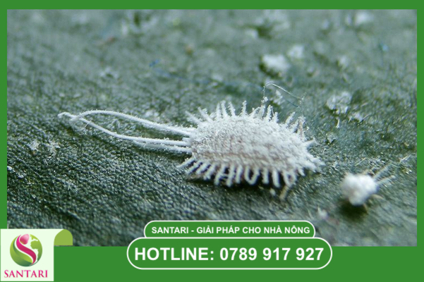  Khái niệm về rệp sáp Pseudococcidae và bộ giáp sáp kỵ nước