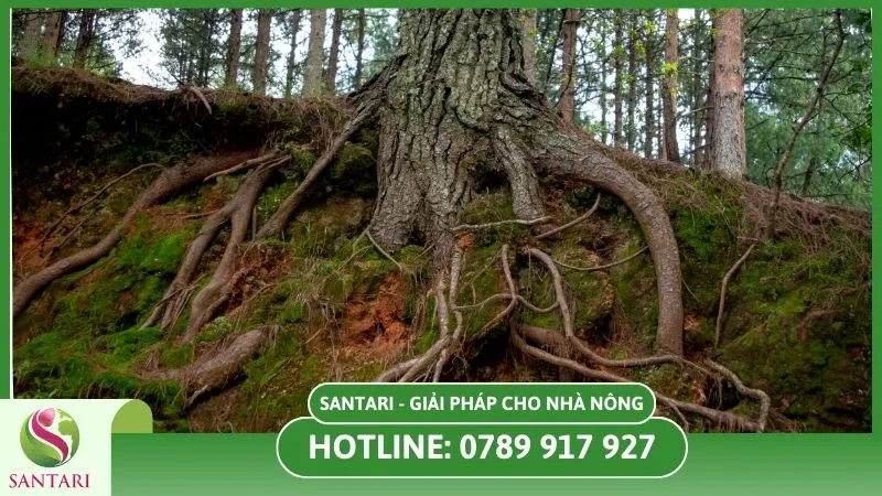 Rễ khỏe dễ hấp thu dinh dưỡng