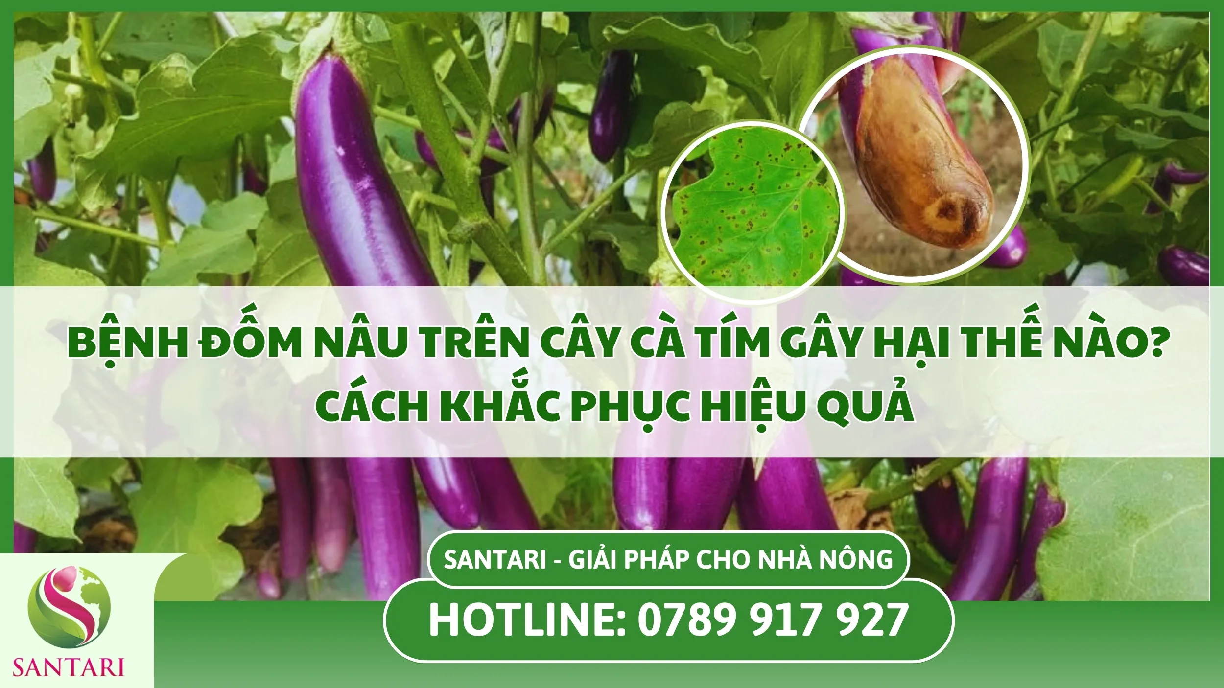 Bệnh Đốm Nâu Trên Cây Cà Tím Gây Hại Thế Nào? Cách Khắc Phục Hiệu Quả