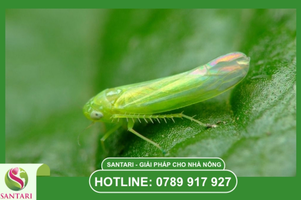 Rầy xanh là gì? Cơ chế khoa học và sinh học côn trùng