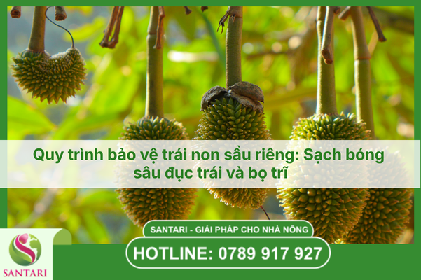 Quy trình bảo vệ trái non sầu riêng: Sạch bóng sâu đục trái và bọ trĩ