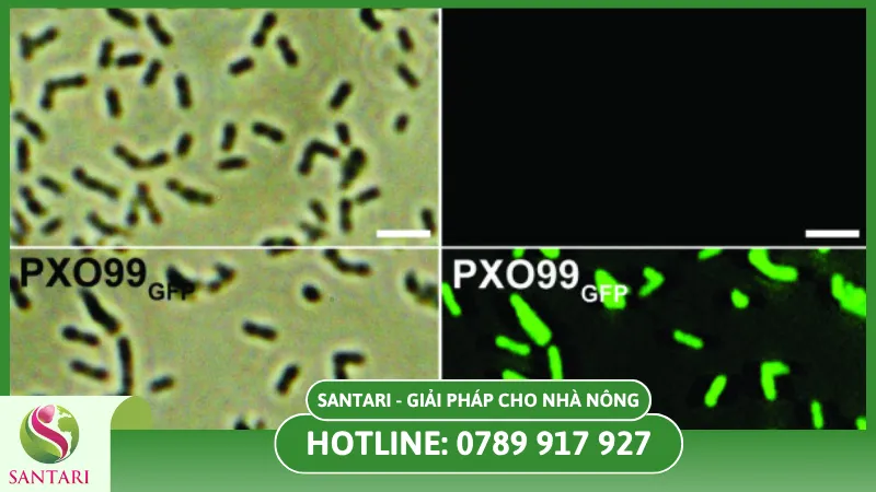 Các nguyên nhân từ vi khuẩn làm lúa bị bạc lá