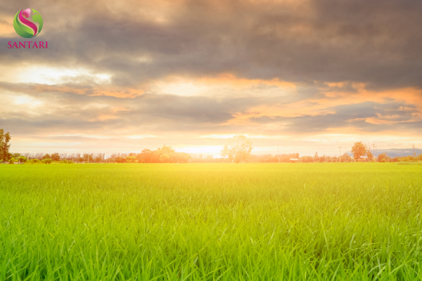 Công dụng của thuốc điều hòa sinh trưởng JAVELIN 0.4SL Hiệu ANTI-STRESS