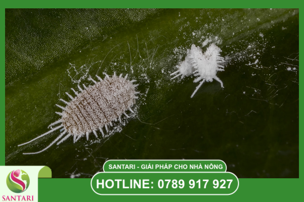 Chiến lược quản lý dư lượng thuốc BVTV (MRL) chuẩn GlobalGAP