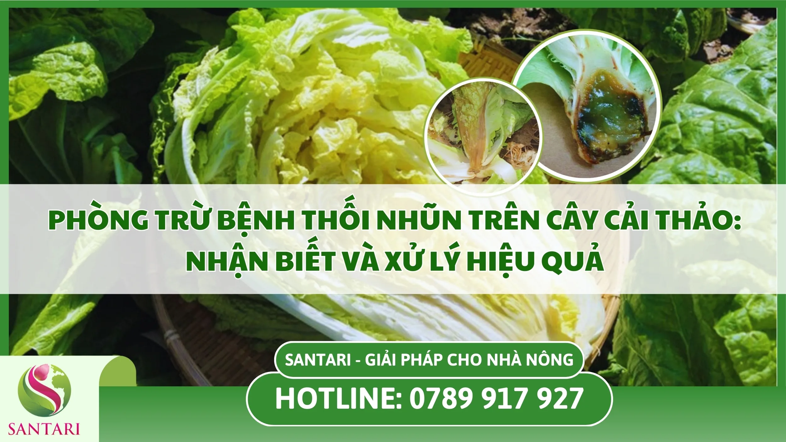 Phòng Trừ Bệnh Thối Nhũn Trên Cây Cải Thảo: Nhận Biết và Xử Lý Hiệu Quả