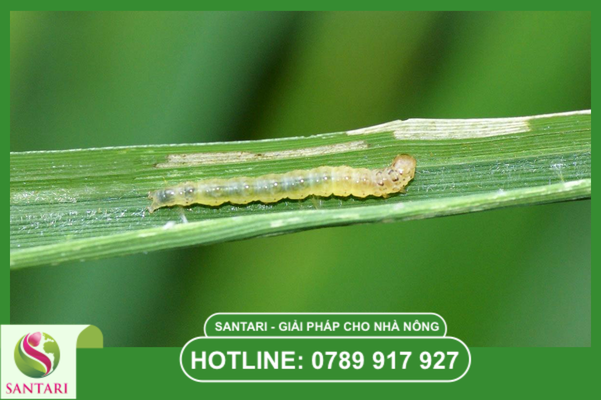 Câu hỏi thường gặp