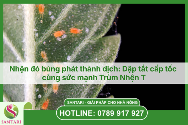Nhện đỏ bùng phát thành dịch: Dập tắt cấp tốc cùng sức mạnh Trùm Nhện T