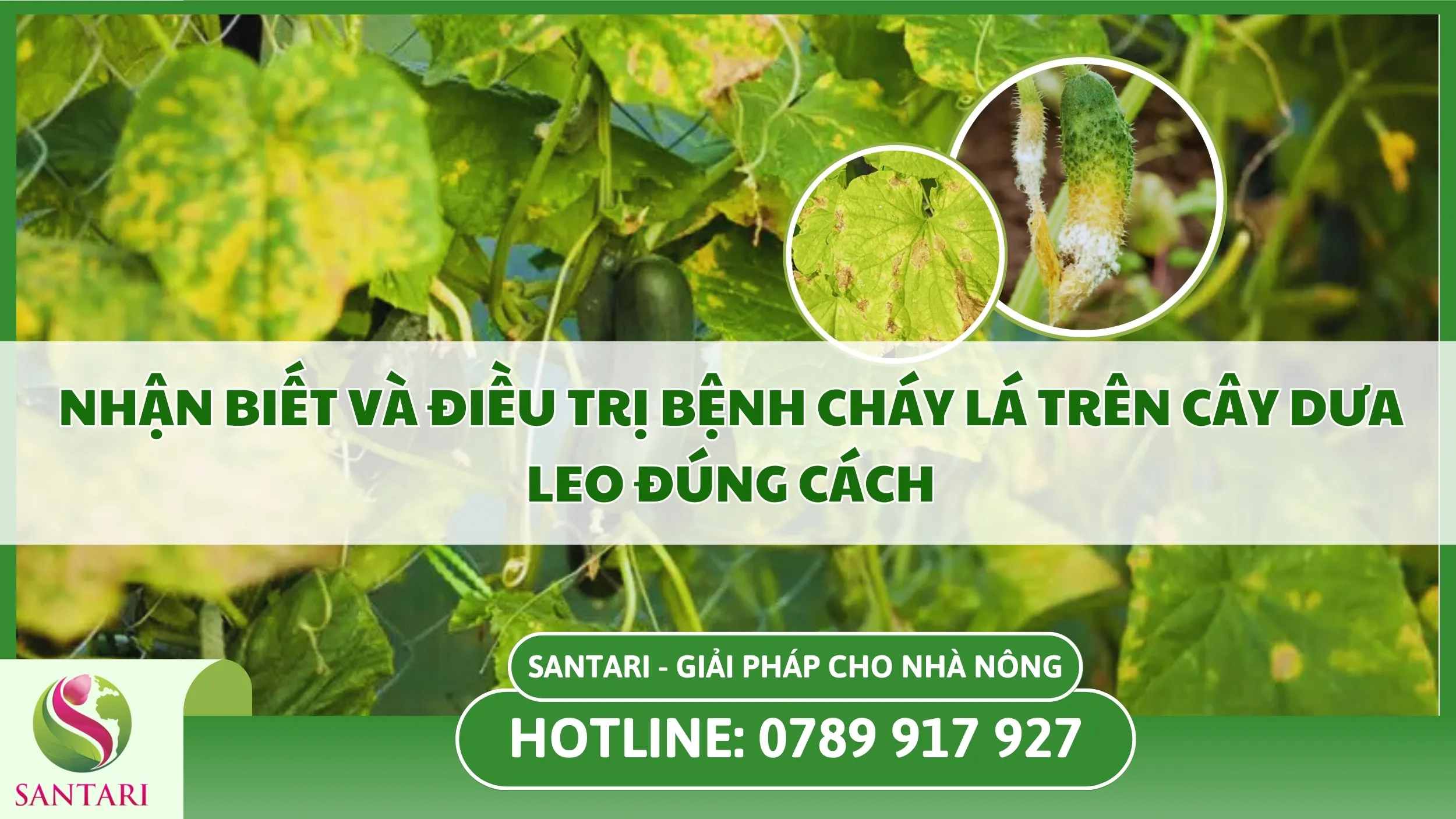 Nhận Biết Và Điều Trị Bệnh Cháy Lá Trên Cây Dưa Leo Đúng Cách