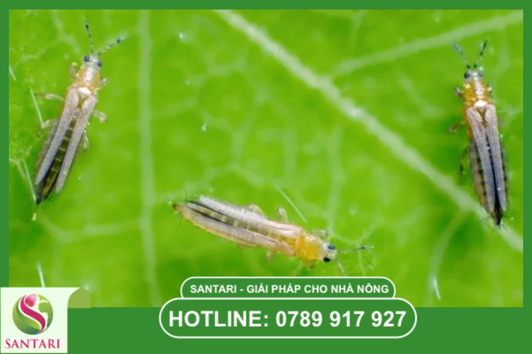 Tại sao bọ trĩ trên bông sầu riêng lại khó tiêu diệt?