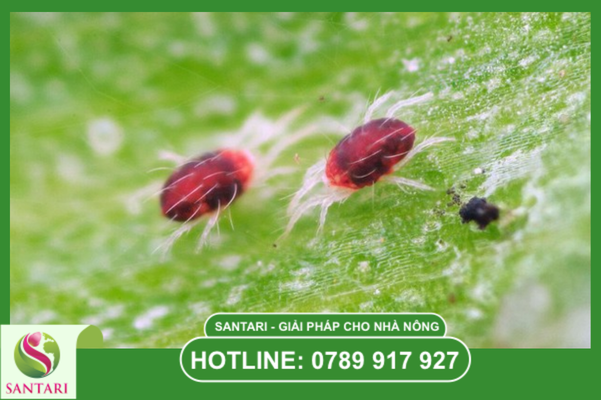 Tại sao cần phối hợp phác đồ trong mùa khô?