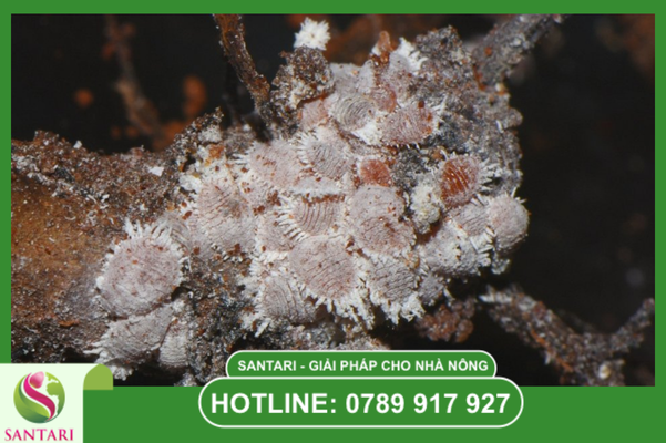 Tại sao phải luân phiên thuốc trừ rệp sáp sau 7 ngày?