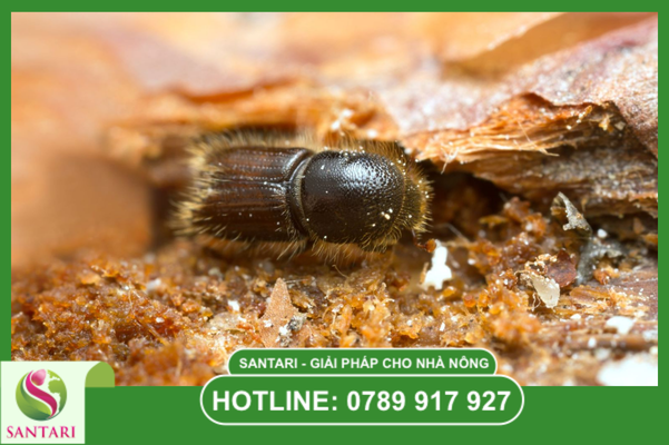 Thách thức khi trị sâu mọt trên cây ăn trái lâu năm