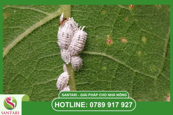 Hiểu về rệp sáp cà phê để trị rệp tận gốc