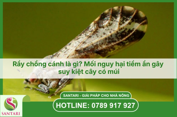 Rầy chổng cánh là gì? Mối nguy hại tiềm ẩn gây suy kiệt cây có múi