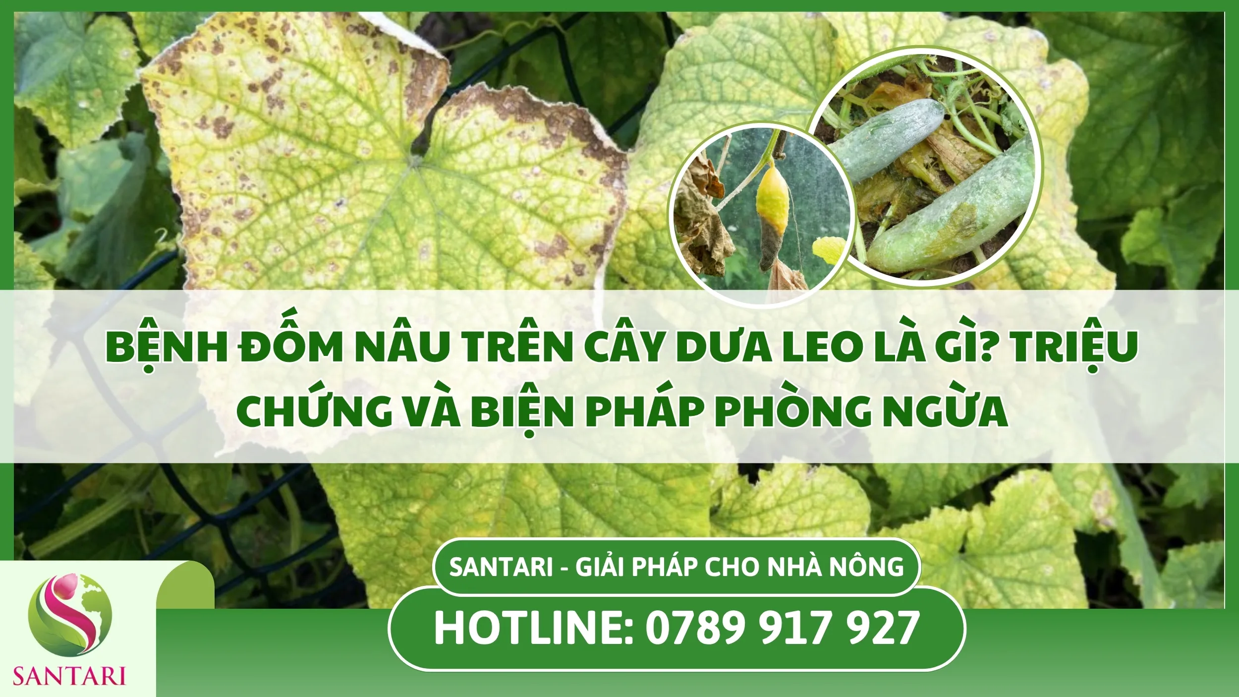 Bệnh Đốm Nâu Trên Cây Dưa Leo Là Gì? Triệu Chứng Và Biện Pháp Phòng Ngừa