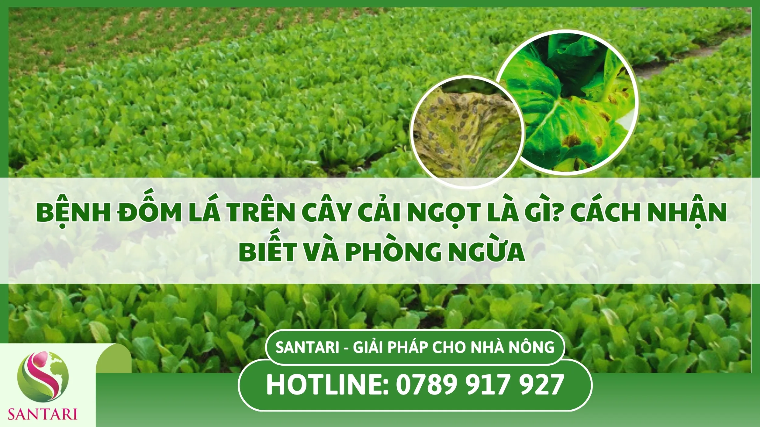 Bệnh Đốm Lá Trên Cây Cải Ngọt Là Gì? Cách Nhận Biết và Phòng Ngừa