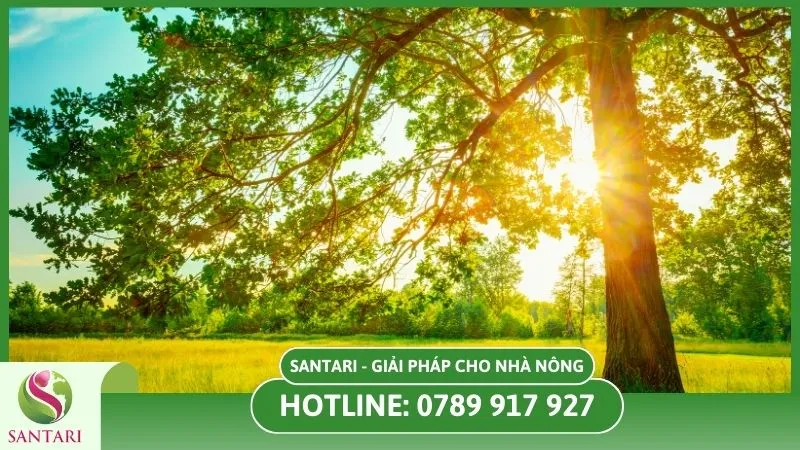 Ánh sáng mặt trời