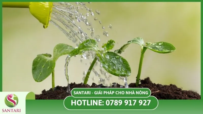 Tưới nước chăm sóc cây sau khi ghép