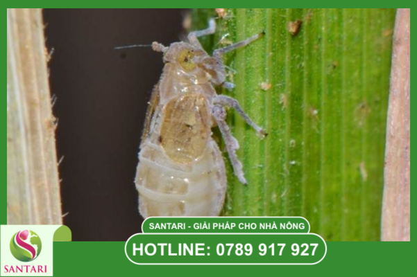 Hiểm họa rầy nâu và cái bẫy "tái bộc phát" đại dịch