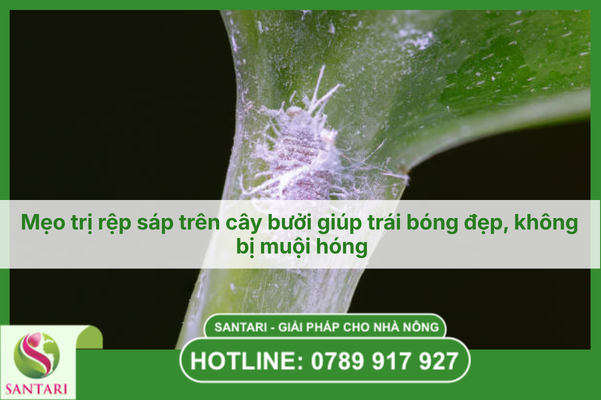 Mẹo trị rệp sáp trên cây bưởi giúp trái bóng đẹp, không bị muội hóng