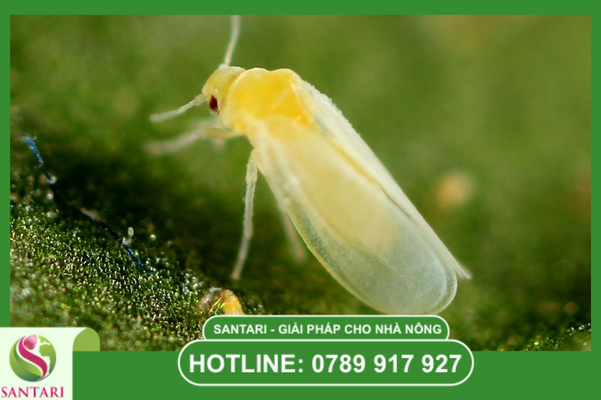FAQ – Giải đáp thắc mắc về rầy phấn trắng