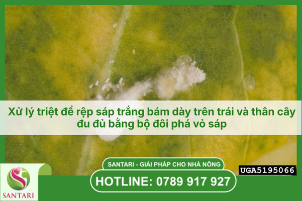 Cách phân biệt rệp sáp và rầy phấn trắng: Nhận diện đúng để diệt trừ tận gốc