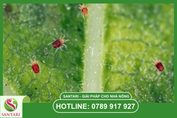 Câu hỏi thường gặp 