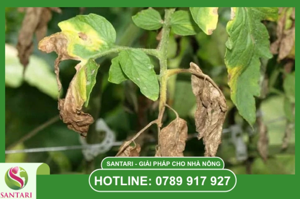 Bệnh sương mai là gì? Bản chất của nấm trứng Oomycete