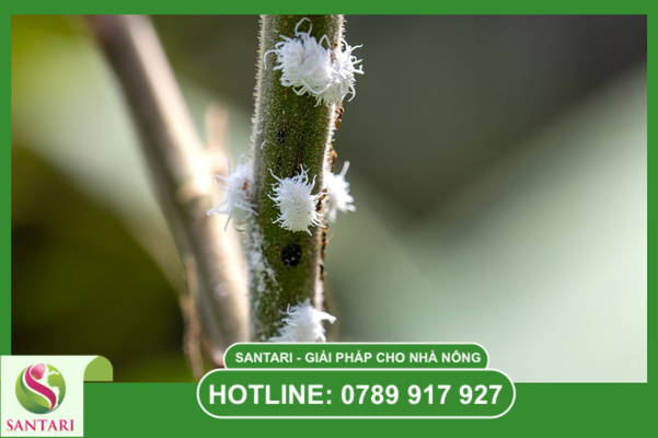 Phác đồ quản lý rệp sáp hệ thống từ chuyên gia Santari