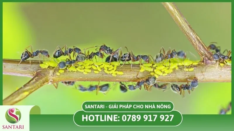 Kiến bảo vệ rệp