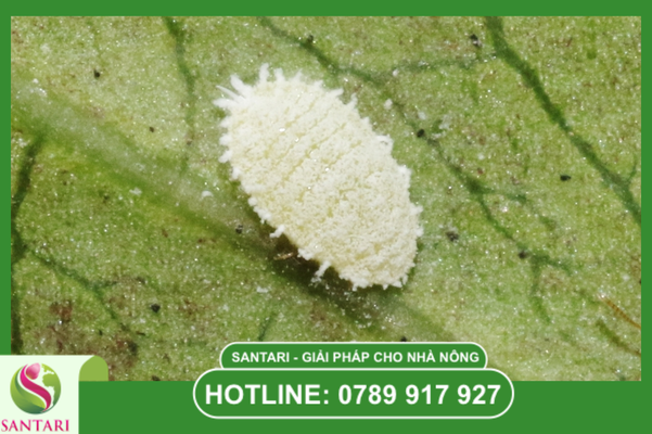 Phác đồ Santari: Truy quét rệp – Tẩy sạch nấm bồ hóng