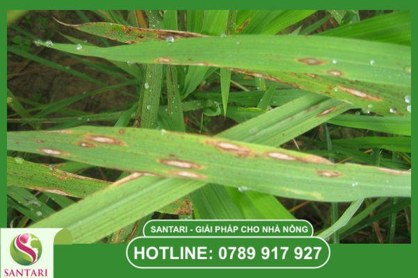 Câu hỏi thường gặp về cách dùng Mancozeb