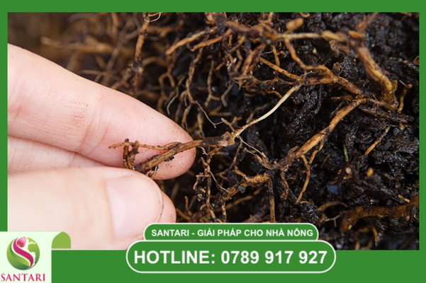 FAQ – Giải đáp về bệnh Phytophthora