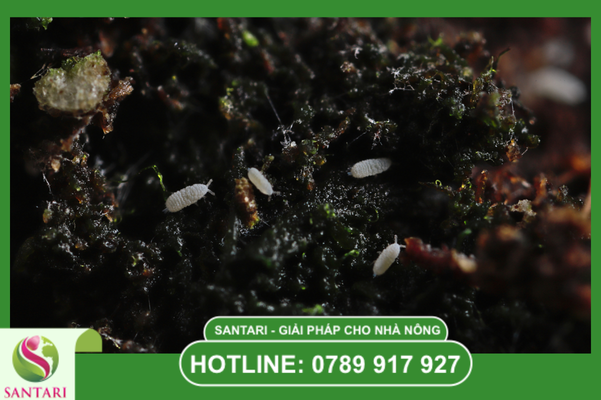 Câu hỏi thường gặp (FAQ)