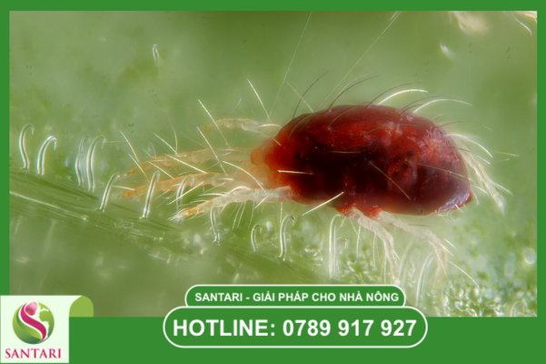 Giải mã vòng đời "lãi suất kép" và 3 cơ chế khiến nhện đỏ kháng thuốc nhanh chóng