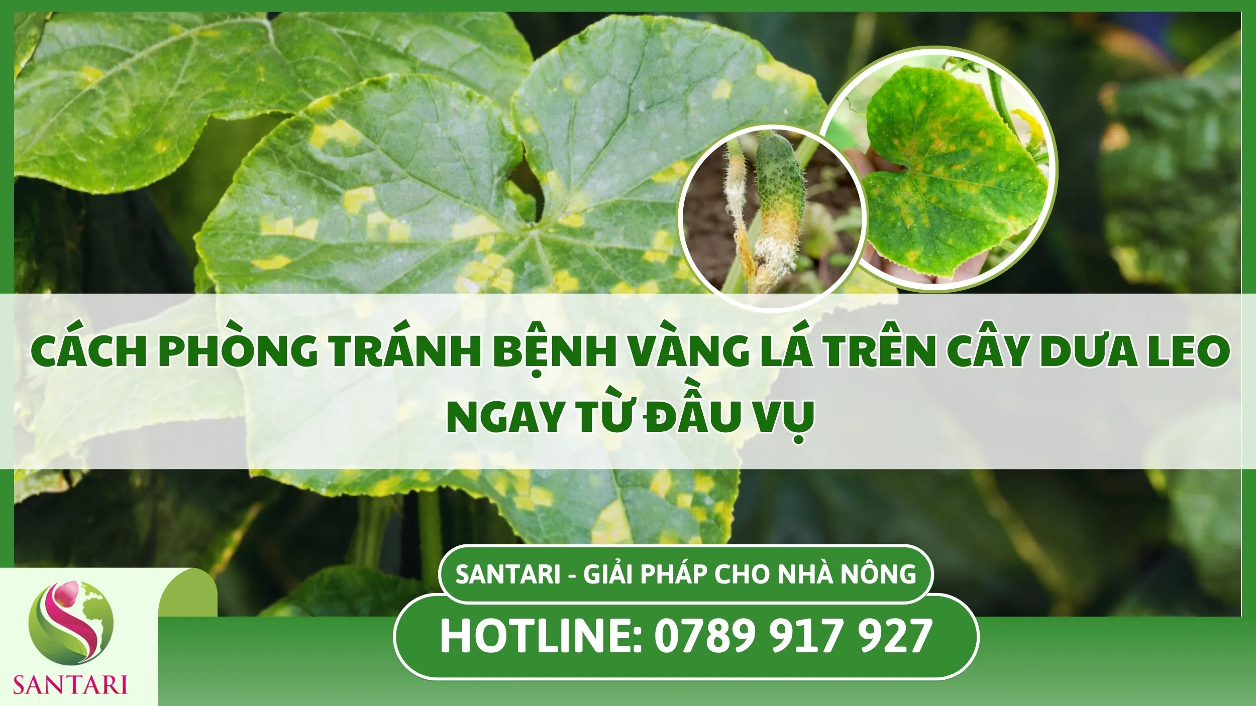 Cách Phòng Tránh Bệnh Vàng Lá Trên Cây Dưa Leo Ngay Từ Đầu Vụ