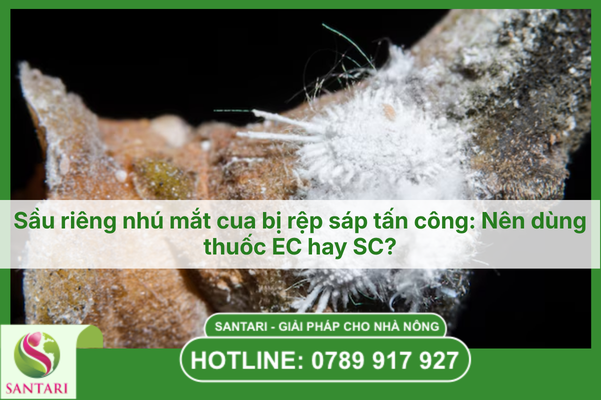 Sầu riêng nhú mắt cua bị rệp sáp tấn công: Nên dùng thuốc EC hay SC?