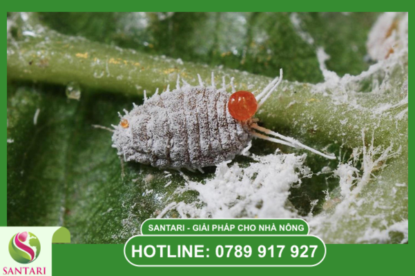Quy trình thực hiện kỹ thuật "Truy quét" ổ rệp đóng bánh